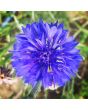 Bachelor's Button 'Blue Boy'