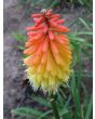 Red Hot Poker 'Flamenco' 