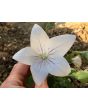 Balloon Flower 'Fairy Snow'