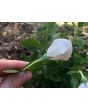 Balloon Flower 'Fairy Snow'