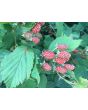 Wild Blackberry Seeds (Certified Organic)