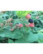 Wild Blackberry Seeds (Certified Organic)