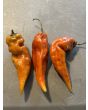 Hot Pepper 'Caramel Naganero Scorpion' Seeds (Certified Organic)