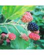 Wild Blackberry Seeds (Certified Organic)