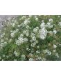 Alyssum 'Carpet of Snow'