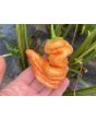 Hot Pepper 'Sugar Rush Stripey' Seeds (Certified Organic)