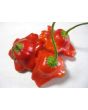 Hot Pepper ‘Balloon’ AKA ‘Bishop’s Crown’