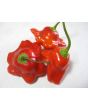 Hot Pepper ‘Balloon’ AKA ‘Bishop’s Crown’