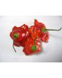 Hot Pepper ‘Balloon’ AKA ‘Bishop’s Crown’