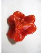 Hot Pepper ‘Balloon’ AKA ‘Bishop’s Crown’