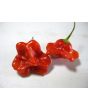 Hot Pepper ‘Balloon’ AKA ‘Bishop’s Crown’