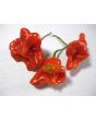 Hot Pepper ‘Balloon’ AKA ‘Bishop’s Crown’