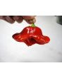 Hot Pepper ‘Balloon’ AKA ‘Bishop’s Crown’
