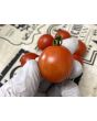 Tomato 'Be My Baby' Seeds (Certified Organic)