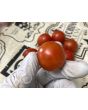 Tomato 'Be My Baby' Seeds (Certified Organic)