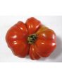 Tomato 'Costoluto Genovese'