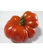 Tomato 'Costoluto Genovese'