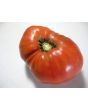 Tomato 'Caspian Pink'