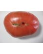 Tomato 'Caspian Pink'