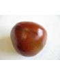 Tomato 'Black Prince'