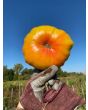 Tomato 'Armenian' Seeds (Certified Organic)