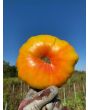 Tomato 'Armenian' Seeds (Certified Organic)
