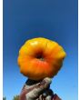 Tomato 'Armenian' Seeds (Certified Organic)