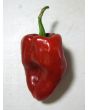 Hot Pepper 'Ancho Poblano' Seeds (Certified Organic)