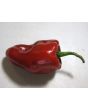 Hot Pepper 'Ancho Poblano' Seeds (Certified Organic)