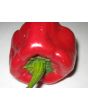 Hot Pepper 'Ancho Poblano' Seeds (Certified Organic)