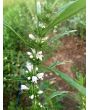 Chinese Motherwort ‘Alba’ 