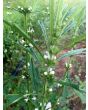 Chinese Motherwort ‘Alba’ 