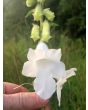 South African Foxglove ‘Alba’