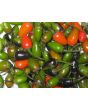 Hot Pepper ‘Tepin’