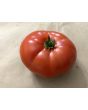Tomato 'Cosmonaut Volkov' Seeds (Certified Organic)
