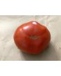 Tomato 'Cosmonaut Volkov' Seeds (Certified Organic)