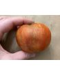 Tomato 'Red Striped Furry Hog' Seeds (Certified Organic)