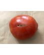Tomato 'Sunset's Red Horizon' Seeds (Certified Organic)