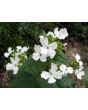 Money Plant AKA Silver Dollar 'Alba' Seeds (Certified Organic)