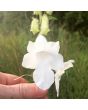 South African Foxglove ‘Alba’