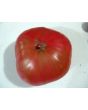 Tomato 'Burgess Climbing Trip-L-Crop'