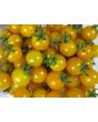 Tomato 'Burgess Lemon'