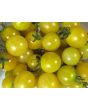 Tomato 'Lemon Drop' Seeds (Certified Organic)