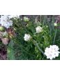 Sea Thrift 'Alba' Seeds (Certified Organic)