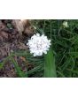Sea Thrift 'Alba' Seeds (Certified Organic)