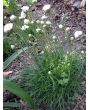 Sea Thrift 'Alba' Seeds (Certified Organic)