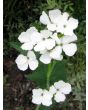 Money Plant AKA Silver Dollar 'Alba' Seeds (Certified Organic)