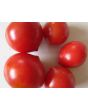 Tomato 'Carmello'