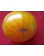 Tomato 'Beauty King' 