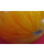 Tomato 'Beauty King' 